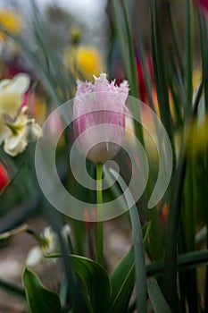 Beautiful colorful tulips in the garden. Tulipa Huis ten bosch