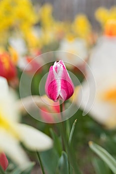 Beautiful colorful tulips in the garden. Tulipa Leo visser