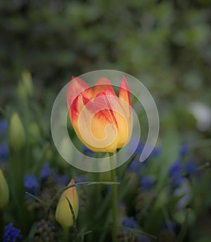 Beautiful colorful tulips in the garden. Tulipa Tiano