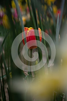 Beautiful colorful tulips in the garden. Tulipa Tiano