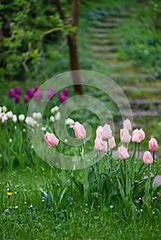Beautiful colorful tulips in the gloomy misty morning of a rainy day. Old wooden stairs on the background.