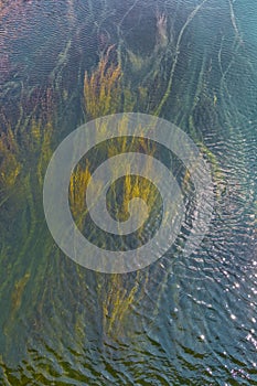 The beautiful colorful underwater reeds view of Akcay River. Antalya-Turkey