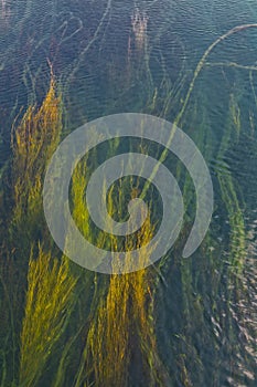 The beautiful colorful underwater reeds view of Akcay River. Antalya-Turkey