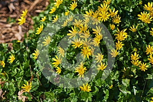 Beautiful, colorful and vibrant flower bush with yellow petals and green leaves growing in sunshine outside in nature