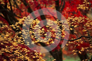 Beautiful colorful vibrant red and yellow Japanese Maple trees in Autumn Fall forest woodland landscape detail in English