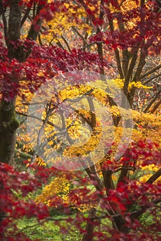 Beautiful colorful vibrant red and yellow Japanese Maple trees in Autumn Fall forest woodland landscape detail in English