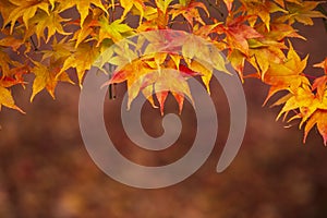 Beautiful colorful vibrant red and yellow Japanese Maple trees in Autumn Fall forest woodland landscape detail in English