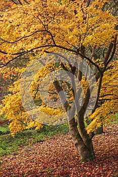 Beautiful colorful vibrant red and yellow Japanese Maple trees in Autumn Fall forest woodland landscape detail in English