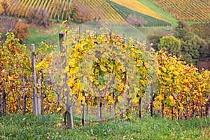 Beautiful, colorful vineyard in autumn