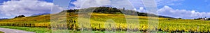 Beautiful colorful vineyards, autumn in Alsace