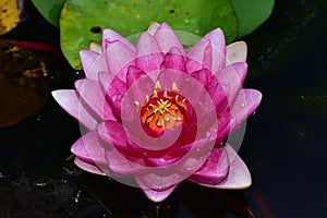 Beautiful colorful water lilly in my garden pond