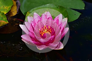 Beautiful colorful water lilly in my garden pond