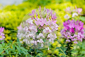 Beautiful colorful western tare in the garden.