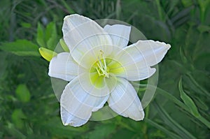 Beautiful colorful white yellow lily flower  with green leaves and buds in the garden