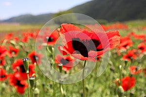 Beautiful colorful wild red poppy field with one flower close up