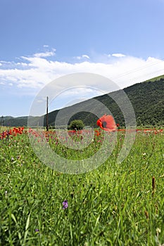 Beautiful colorful wild red poppy field with one flower close up