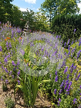 Beautiful colorful wildflower patch