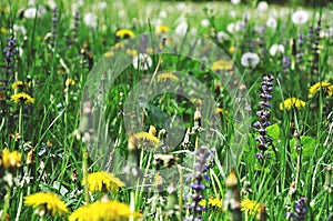 Beautiful colorful wildflowers on green meadow