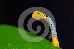 Beautiful and colorful worm with black dots