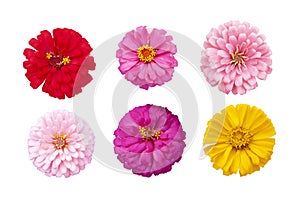 Beautiful colorful zinnia flower top view isolated on white background.