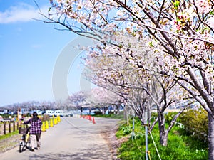 Beautiful and colorfull Cherry blossom, sakura