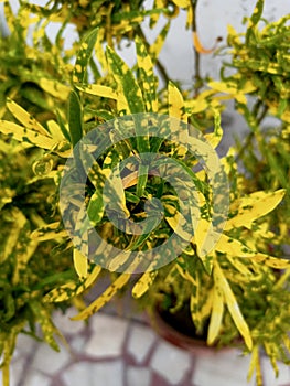 beautiful colorfull crotons, codiaeum variegatum green plant background.
