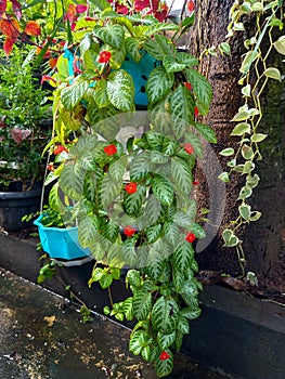 Beautiful colorfull flower hanging basket