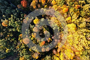 Beautiful colors of autumn. Forest and river photographed with a drone on sunny day.