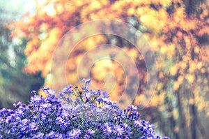 Beautiful colors of Autumn season yellow red leaves and juicy violet lilac flowers. Natural soft background of fall landscape