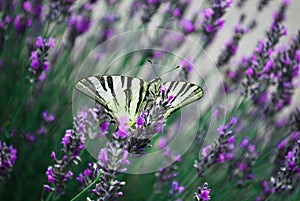 the beautiful colors of a beautiful butterfly in the spring that settles on purple flowers to collect the pollen