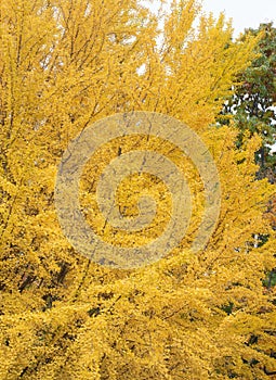 Beautiful colors of the big ginkgo tree is turning yellow in autumn.