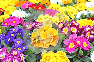 Blooming Petunias, spring in the flower market,Holland