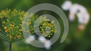 Beautiful Colors Of Flowers Of Dill