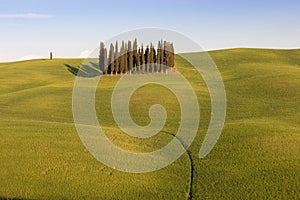 Beautiful colors of green spring panorama landscape of Tuscany. Most popular place in Italy. Green fields and blue sky and Cypress