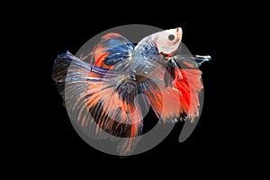 Halfmoon Betta capture the moving moment beautiful of siam betta fish in thailand on black background