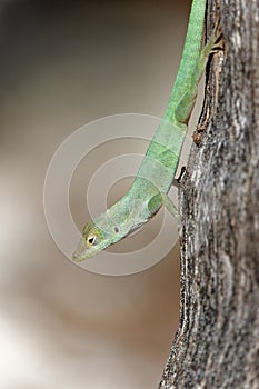 The beautiful colors of iguanas, lizard and chameleon