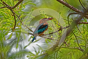 Beautiful colors of a kingfisher