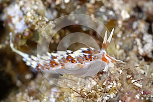 The beautiful colors of nudibranches