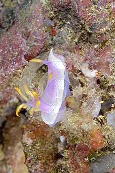 The beautiful colors of nudibranches