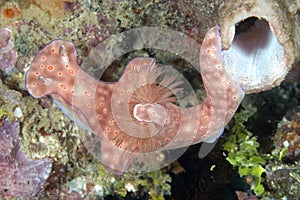 The beautiful colors of nudibranches