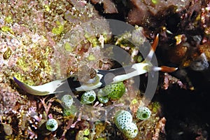 The beautiful colors of nudibranches