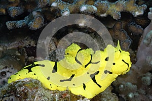 The beautiful colors of nudibranches