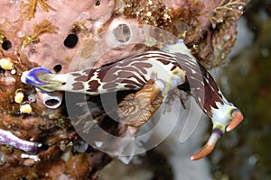 The beautiful colors of nudibranches