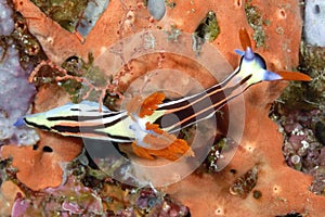 The beautiful colors of nudibranches