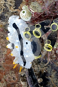 The beautiful colors of nudibranches