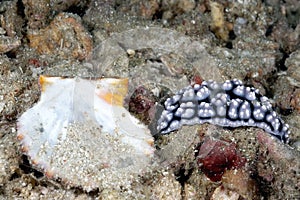 The beautiful colors of nudibranches