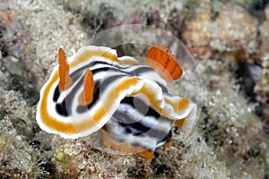 The beautiful colors of nudibranches