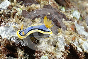 The beautiful colors of nudibranches