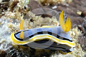 The beautiful colors of nudibranches