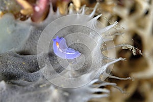 The beautiful colors of nudibranches